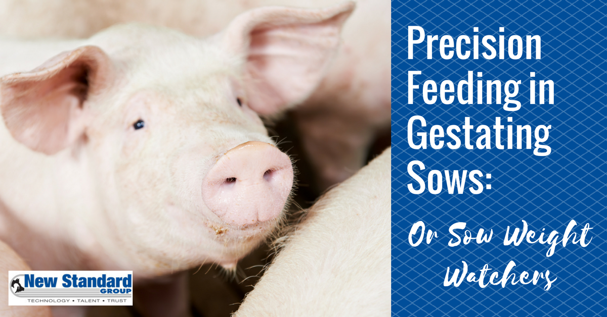 Precision Feeding In Gestating Sows Or Sow Weight Watchers